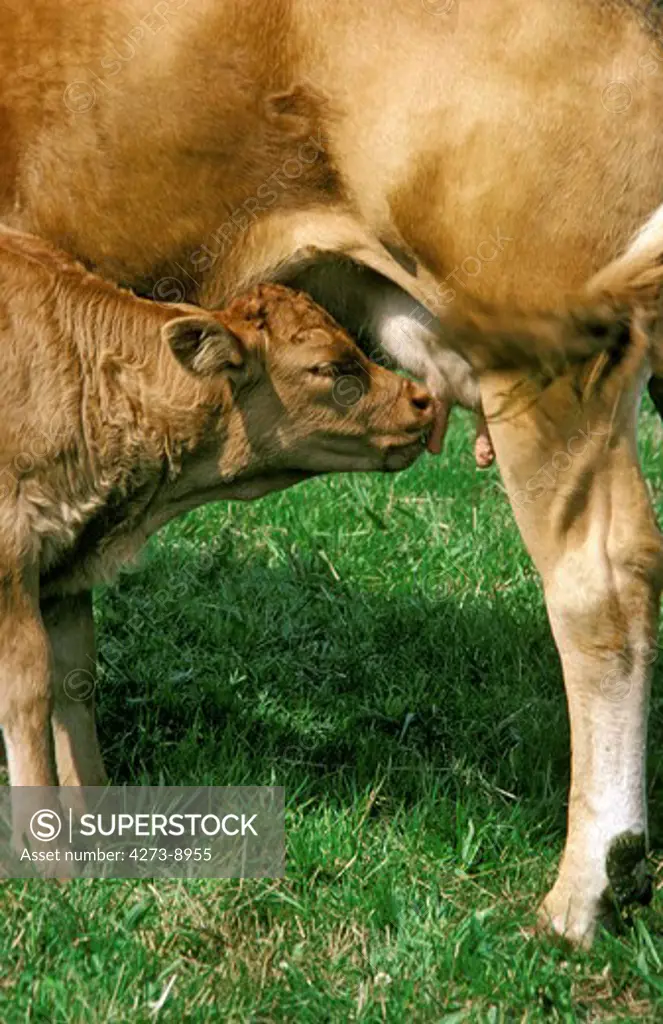 Limousin Cattle, A French Breed, Cow With Calf Suckling