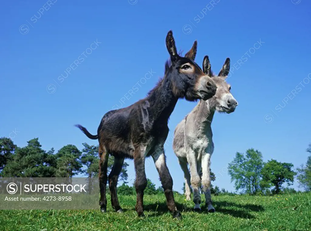 French Grey Donkey With Domestic Donkey, Adults