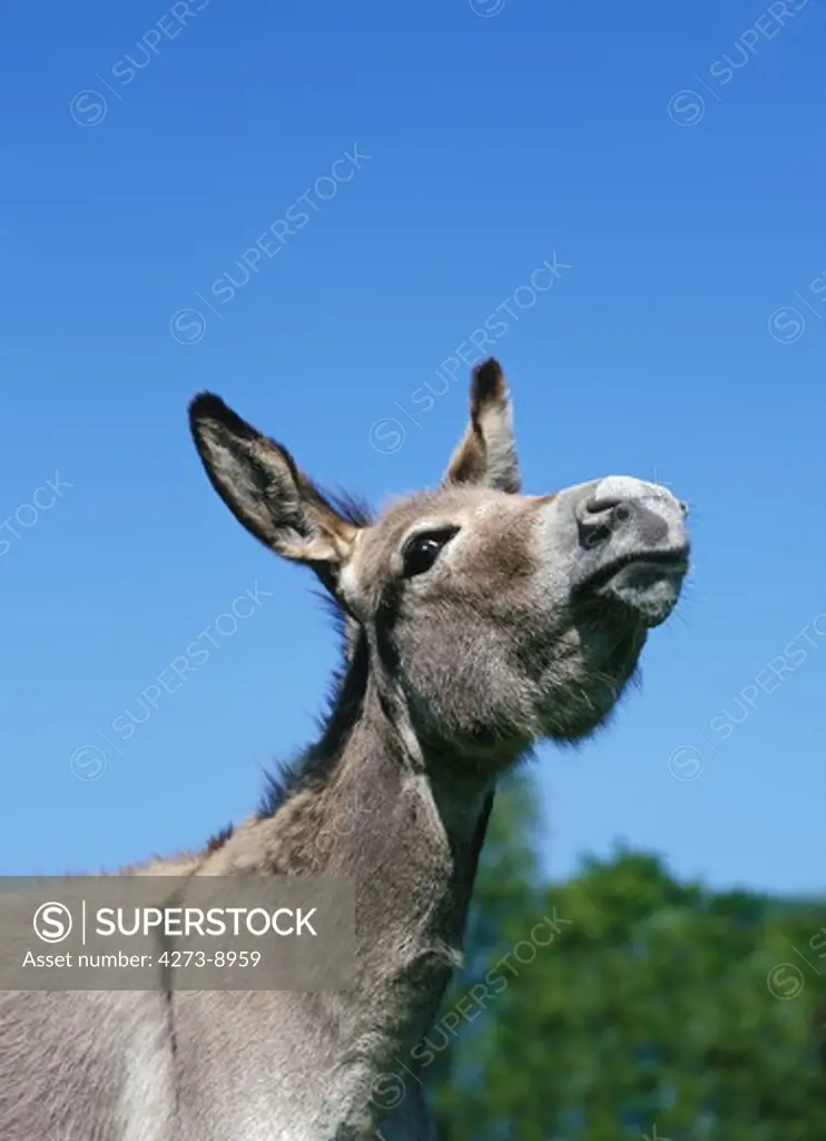 French Grey Donkey, Portrait Of Adult