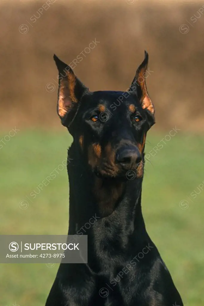 Dobermann Dog Or Dobermann Pinscher (Old Standard Breed With Cut Ears), Portrait Of Adult