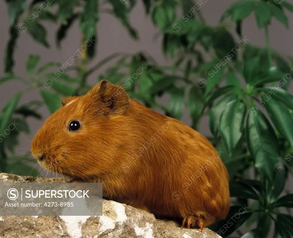 Guinea Pig Cavia Porcellus, Adult Standing On Rock