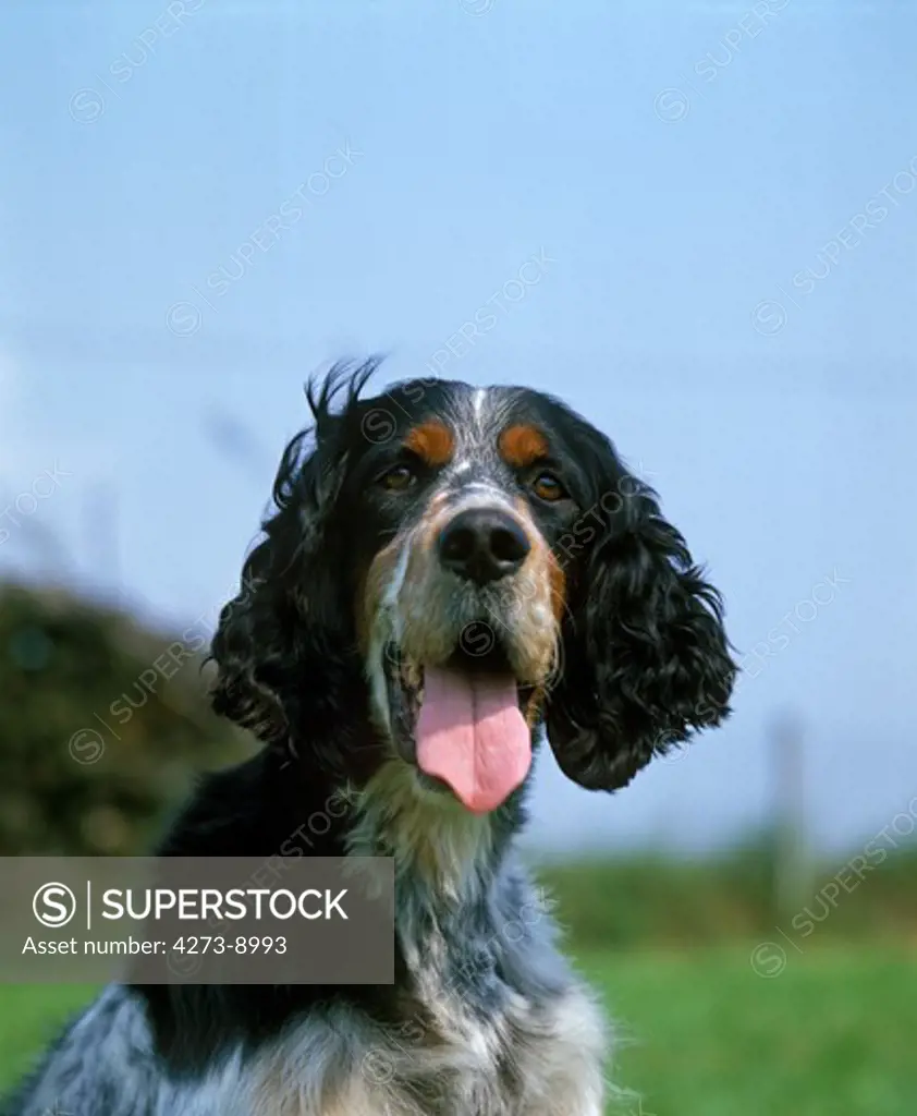 English Setter Dog, Portrait Of Adult With Opened Mouth