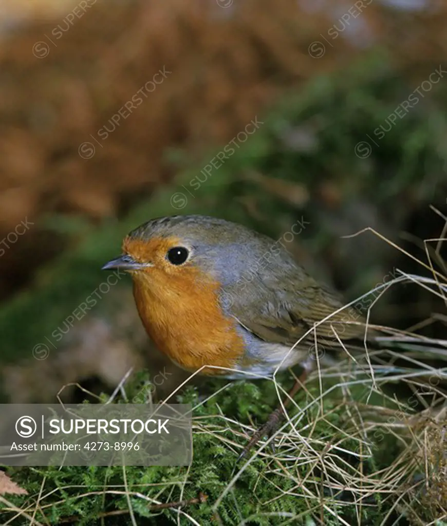 European Robin, Erithacus Rubecula, Adult Standing On Moss
