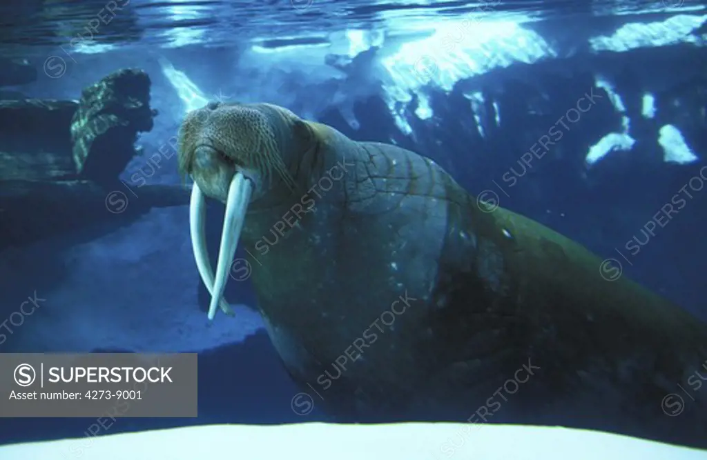 Walrus Odobenus Rosmarus, Adult, Underwater View
