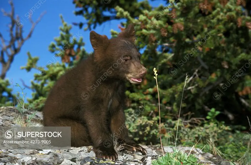American Black Bear Ursus Americanus, Cub Standing On Rock, Canada
