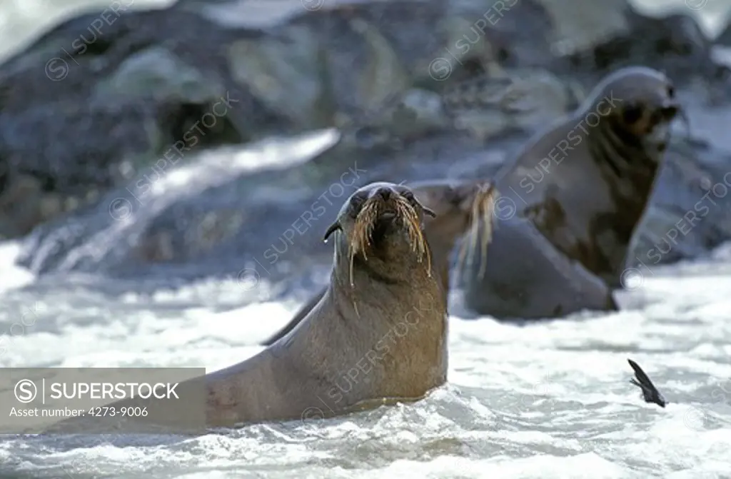 South African Fur Seal Arctocephalus Pusillus, Cape Cross In Namibia