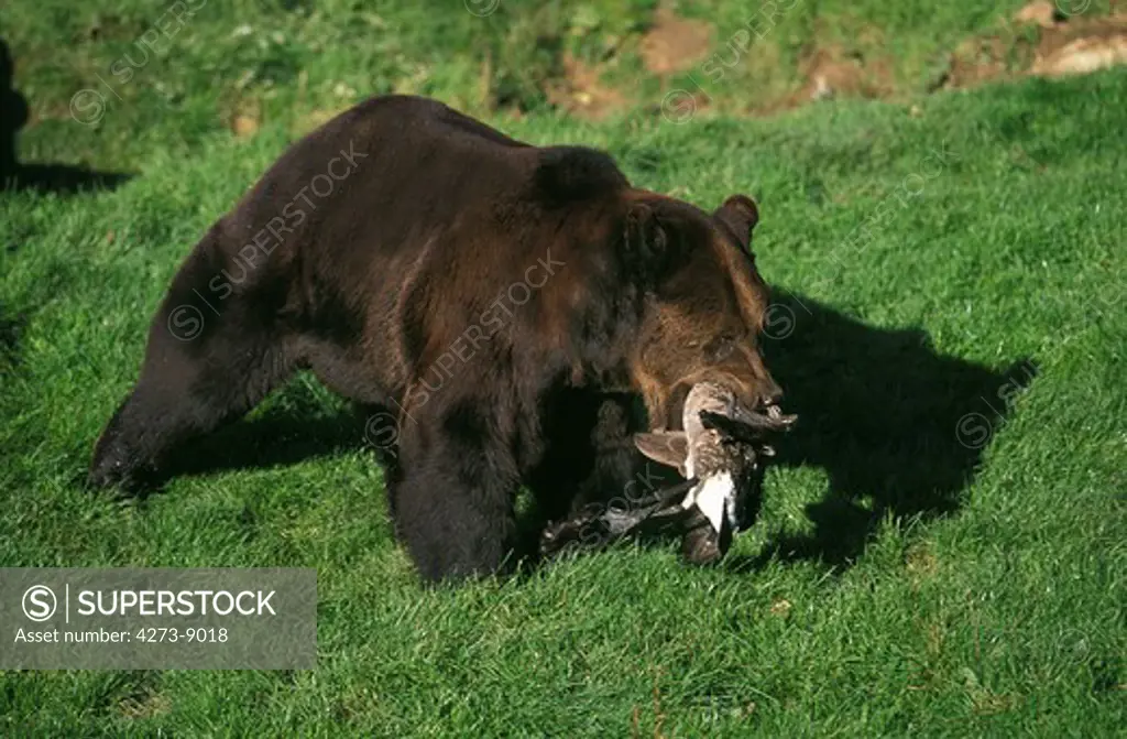 Brown Bear Ursus Arctos, Adult With Mallard In Its Mouth
