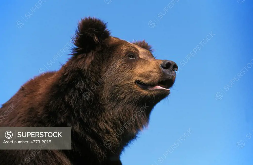 Brown Bear Ursus Arctos, Portrait Of Adult