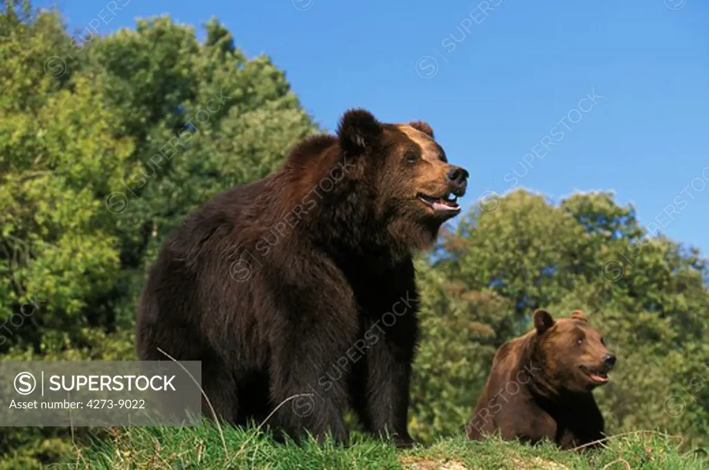 Brown Bear Ursus Arctos