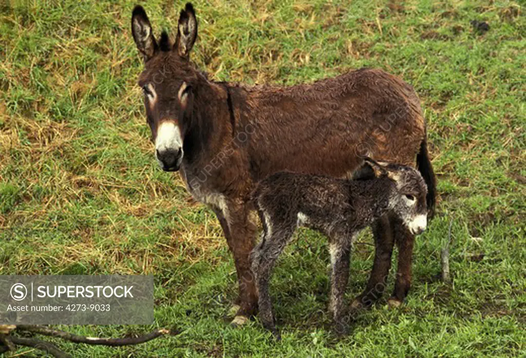 Jenny With Foal Standing On Grass