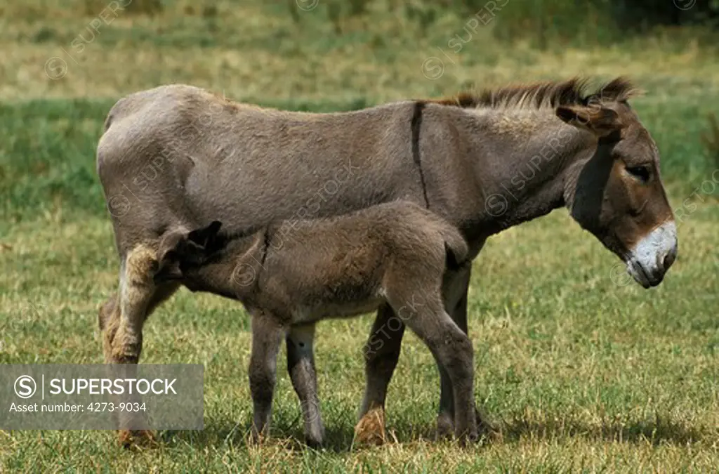 French Grey Donkey, Jenny And Foal Suckling