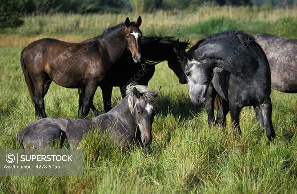 Lipizzan Horse, Group Resting In A Paddock