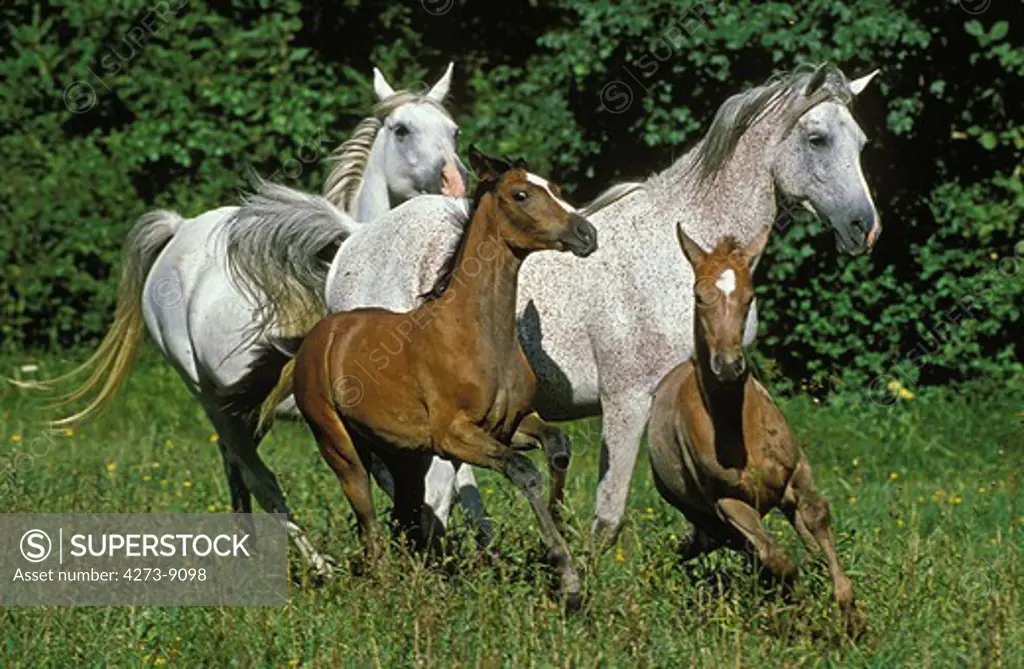 Arabian Horse, Mares With Foals Galloping Through Meadow