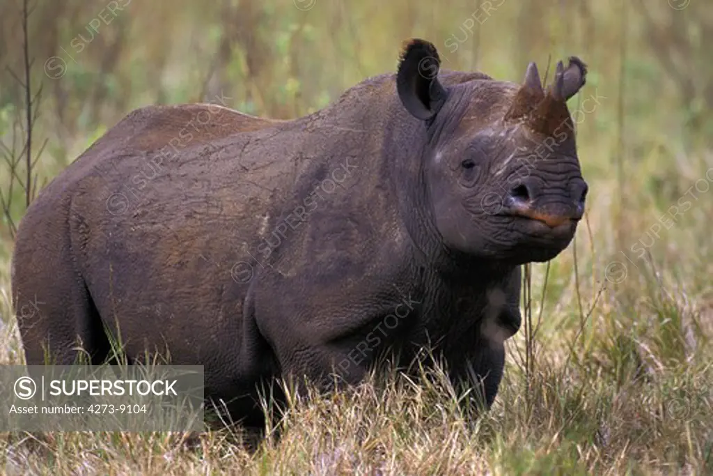 Black Rhinoceros, Diceros Bicornis, Adult Standing In Long Grass, Kenya