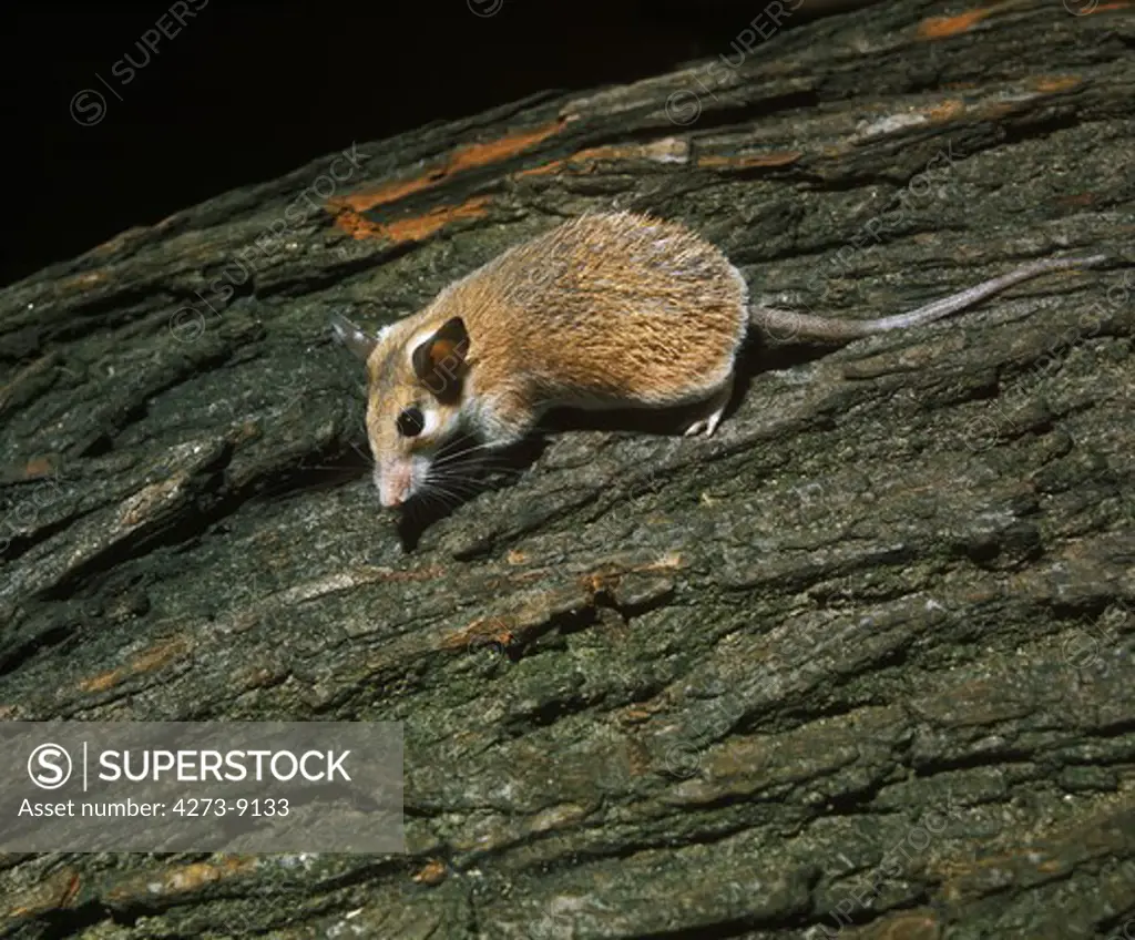Spiny Mice, Acomys Dimidiatus, Adult Standing On Tree Trunk