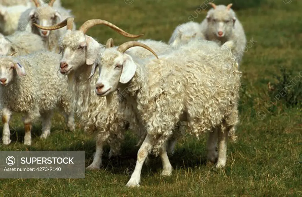 Angora Goat, Breed Producing Mohair Wool