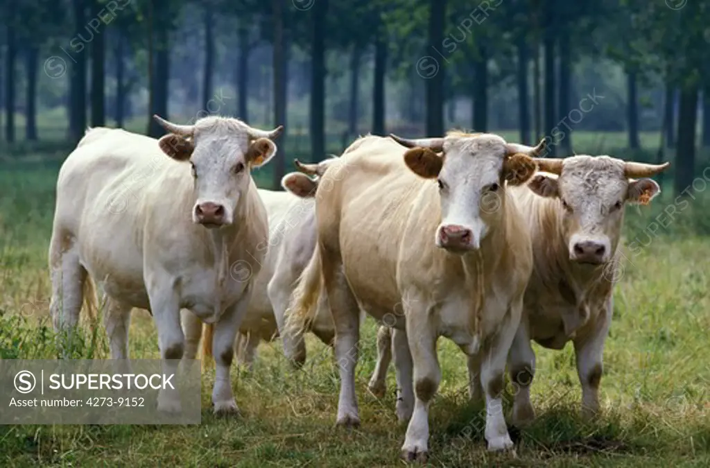 Charolais Cattle, A French Breed, Herd