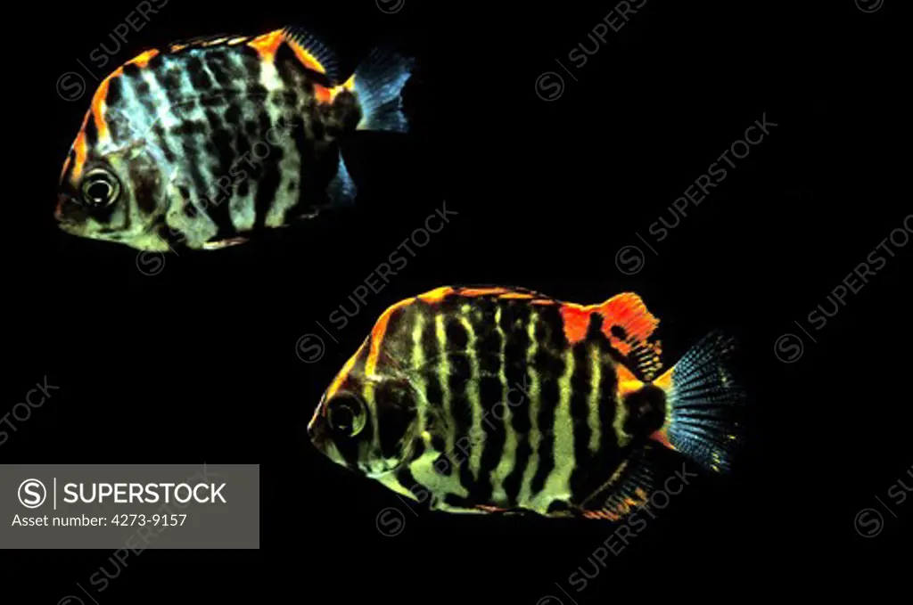 African Scat Or Strifed Scat, Scatophagus Tetracanthus, Fishes Against Black Background