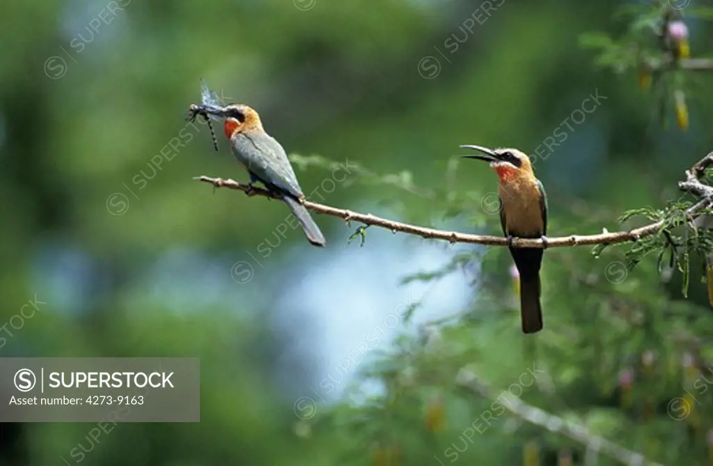 White Fronted Bee Eater, Merops Bullockoides, Adults Standing On Branch, Dragonfly In Beak, Kenya