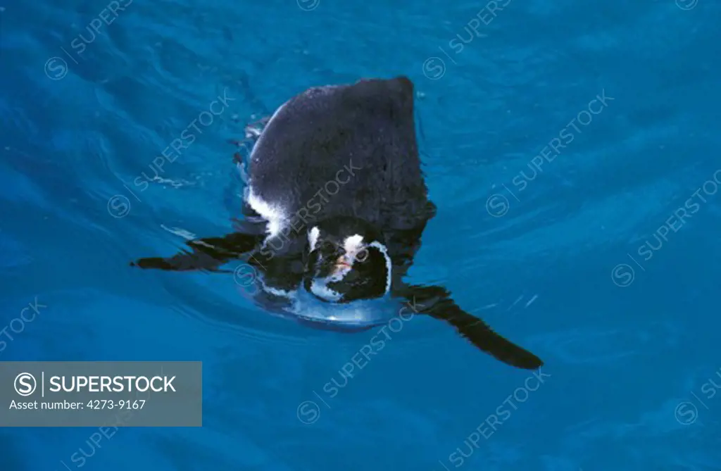 Humboldt Penguin Spheniscus Humboldti, Adult In Water Looking For Fish