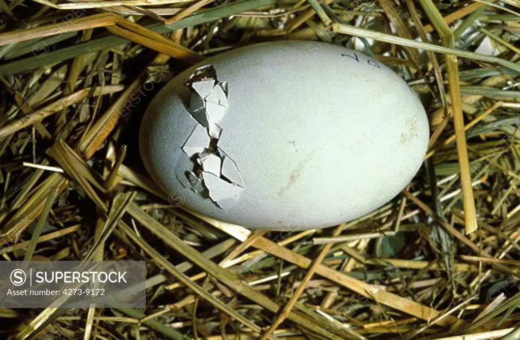 White Stork, Ciconia Ciconia, Chick Hatching From Egg In Nest