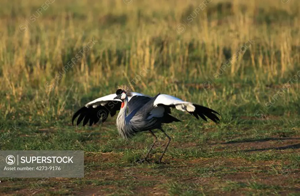 Grey-Crowned Crane Balearica Regulorum, Adult Taking Off, Nakuru Park, Kenya
