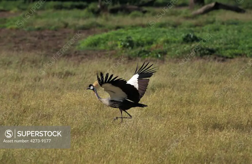 Grey-Crowned Crane Balearica Regulorum, Adult Taking Off, Nakuru Park, Kenya