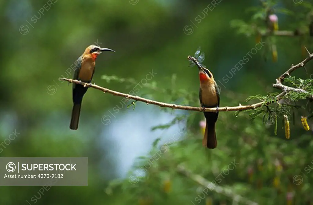 White Fronted Bee Eater, Merops Bullockoides, Adults Standing On Branch, Dragonfly In Beak, Kenya