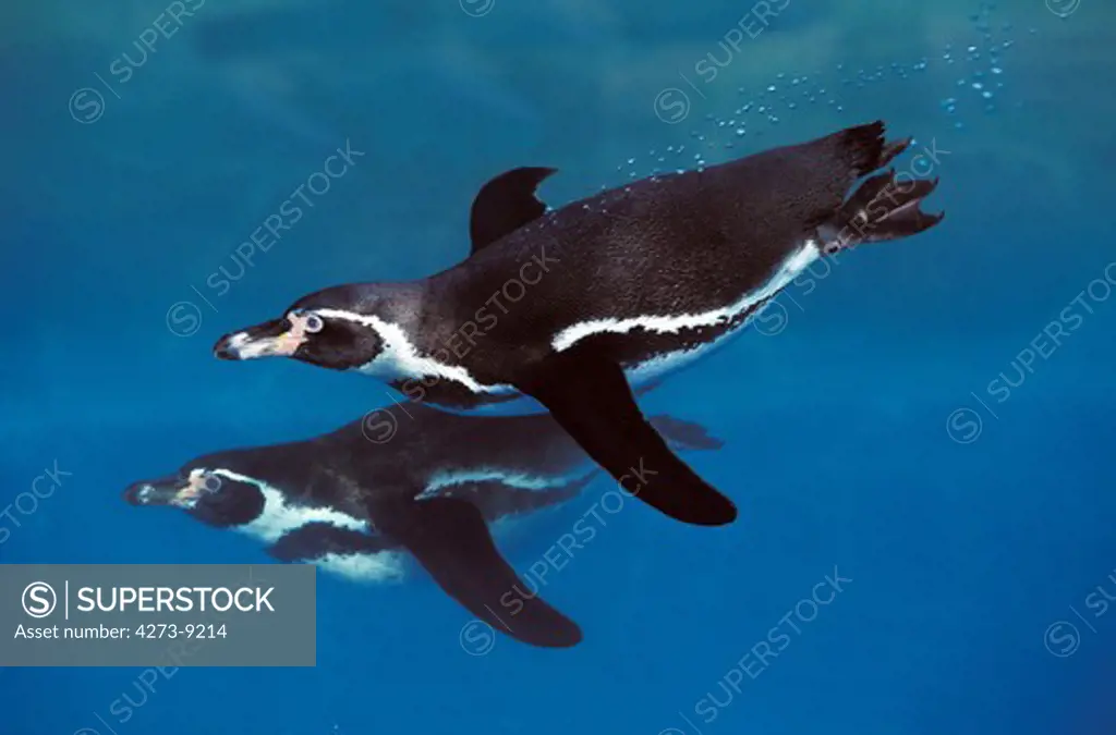 Humboldt Penguin Spheniscus Humboldti, Adults Swimming