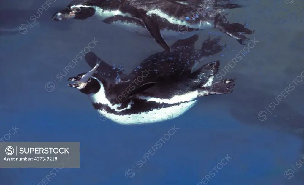 Humboldt Penguin, Spheniscus Humboldti, Adults Standing In Water