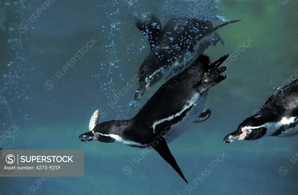 Humboldt Penguin Spheniscus Humboldti, Underwater Group Looking For Fish