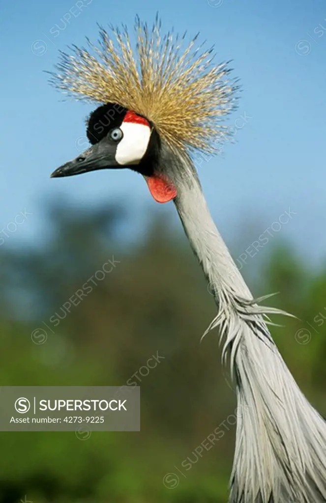 Grey-Crowned Crane Balearica Regulorum, Portrait Of Adult, Nakuru Park, Kenya