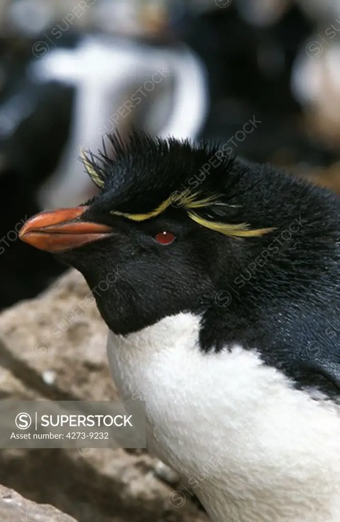 Rockhopper Penguin, Eudyptes Chrysocome, Portrait Of Adult, Antarctica