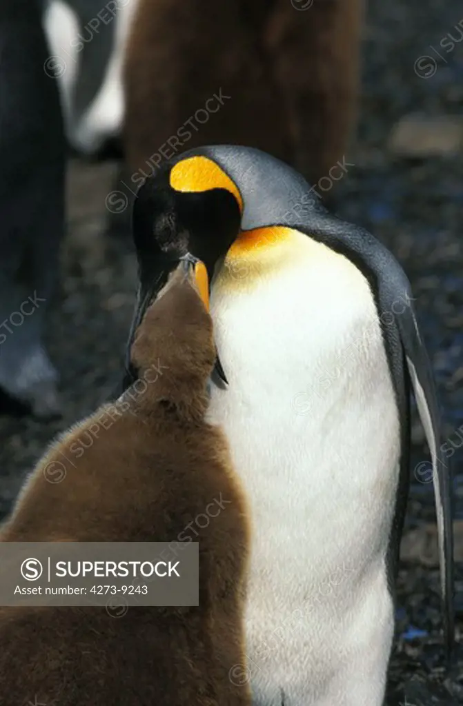 King Penguin, Aptenodytes Patagonica, Adult Feeding Chick, Colony At Salisbury Plain, South Georgia