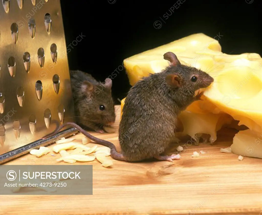 House Mouse, Mus Musculus, Adult Eating Emmental Cheese