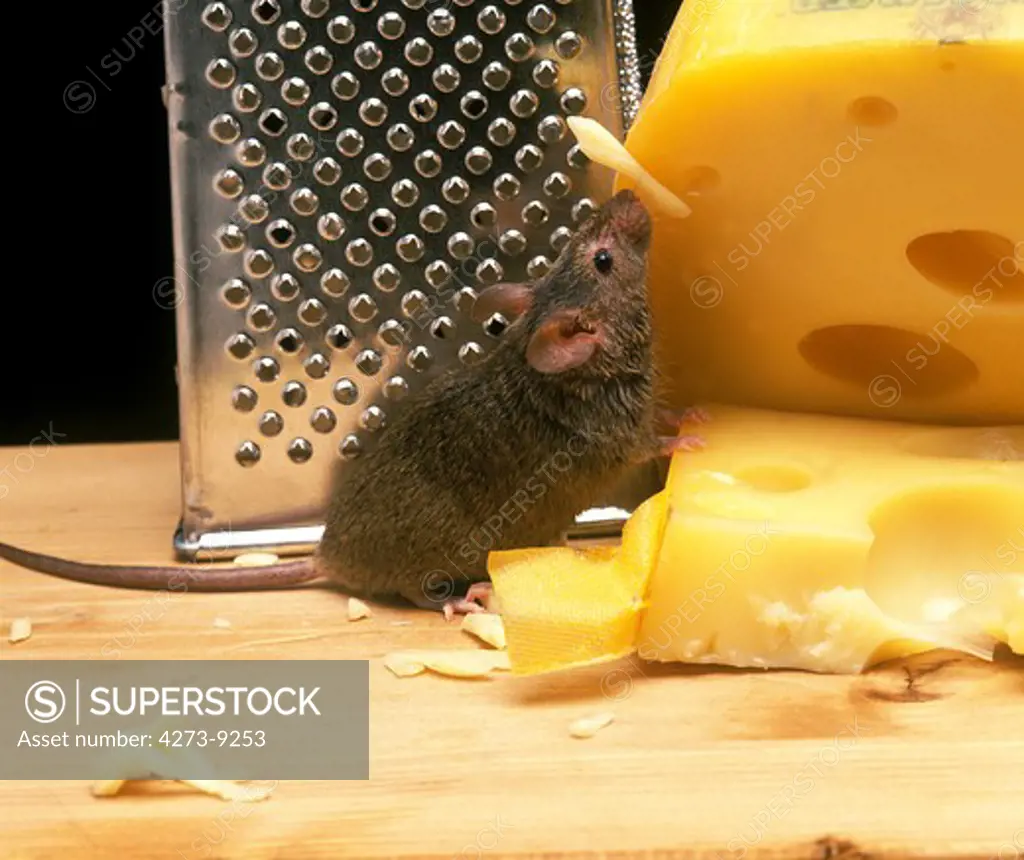 House Mouse, Mus Musculus, Adult Eating Cheese