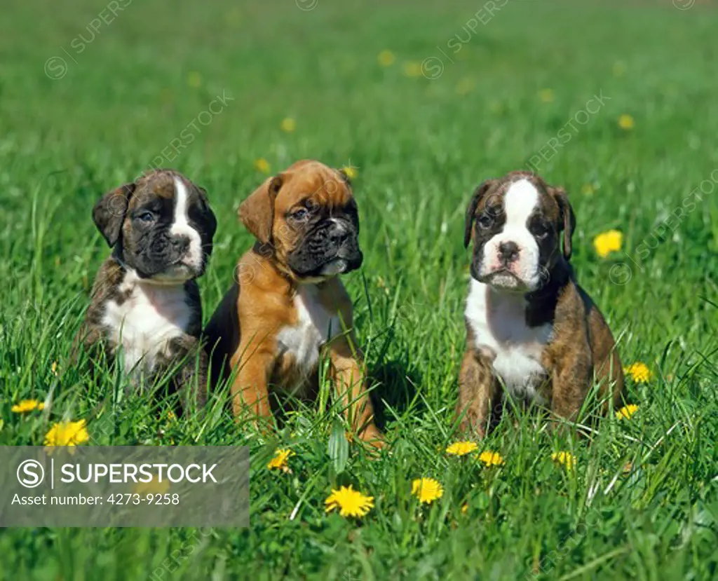 Boxer Dog, Pup Standing In Dandelions