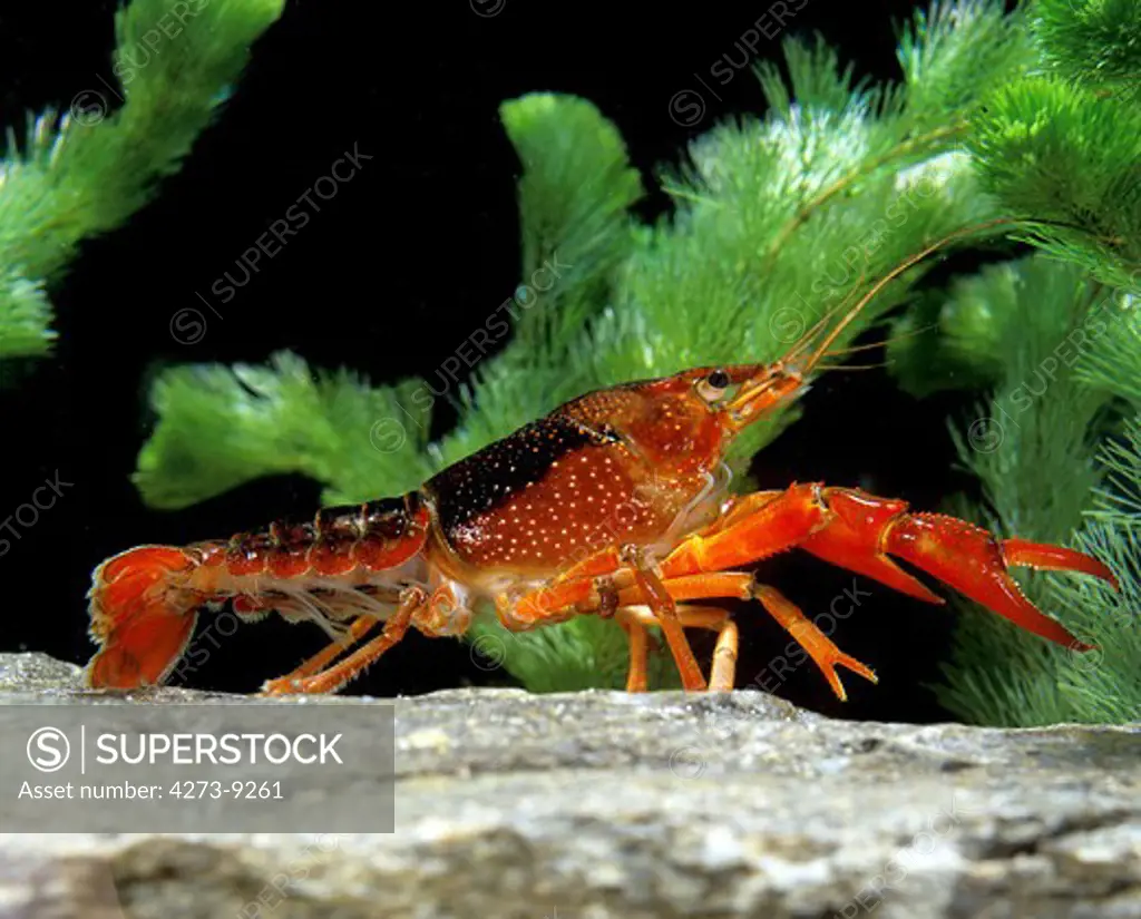 Louisiana Crayfish Procambarus Clarkii, Adult