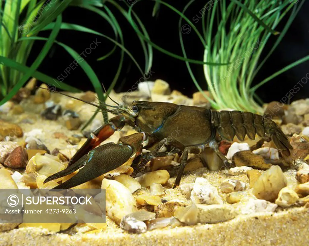Californinan Crayfish Pacifastacus Leniusculus, Adult