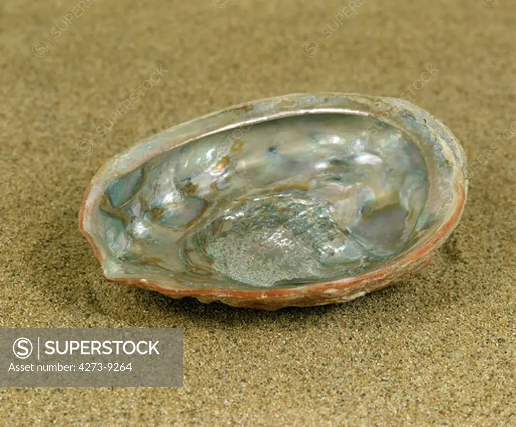 Ormer Or Abalone Or Ear Shell, Auris Maris, Shell On Sand