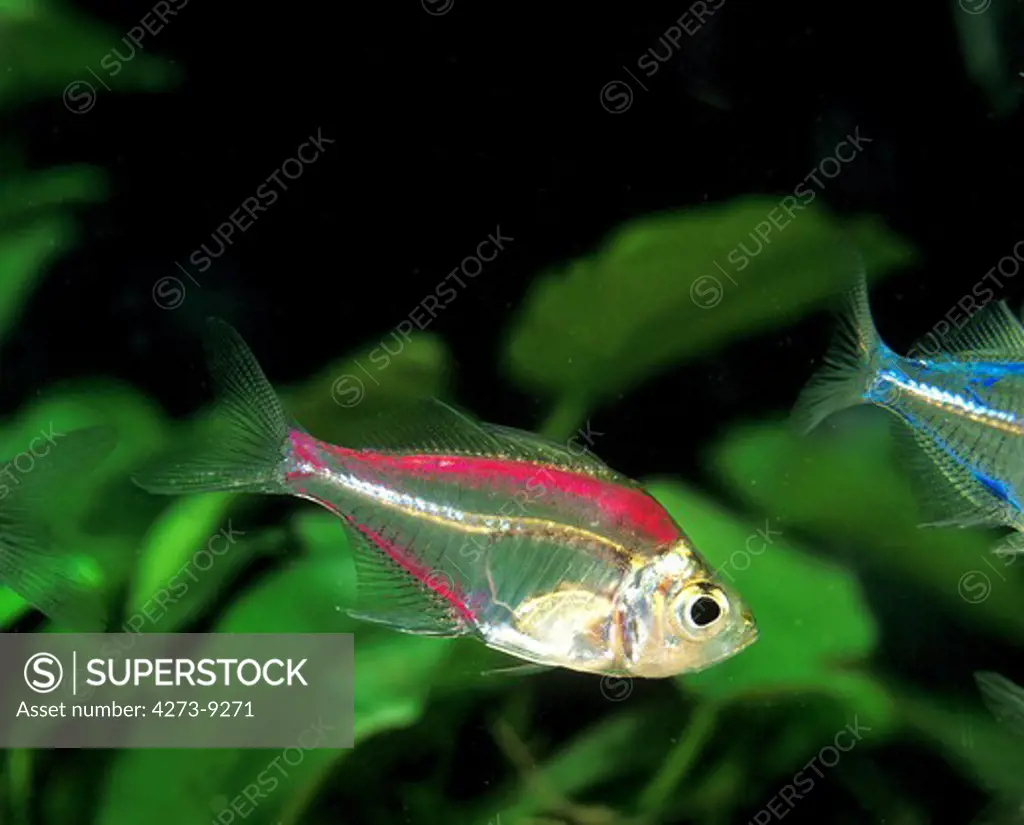 Glassfish Chanda Ranga Color, Adult