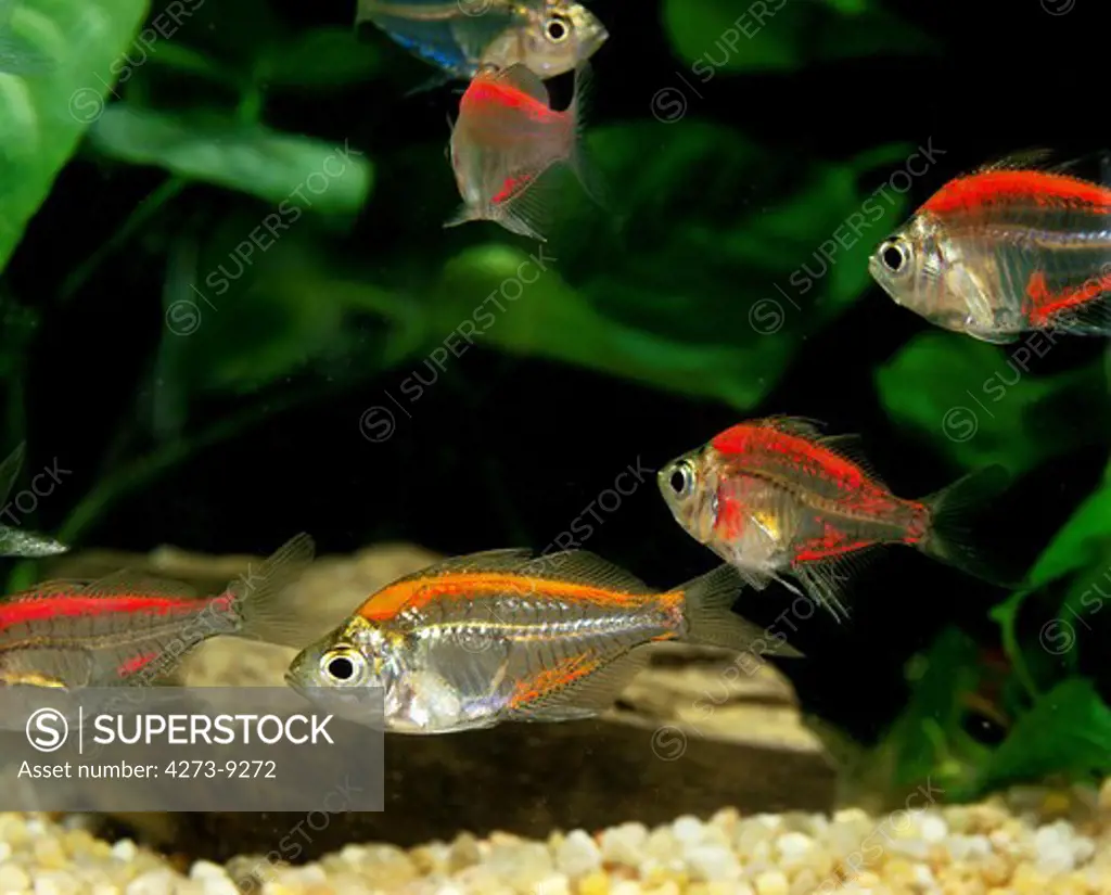 Glassfish Chanda Ranga Color, Group Of Adults