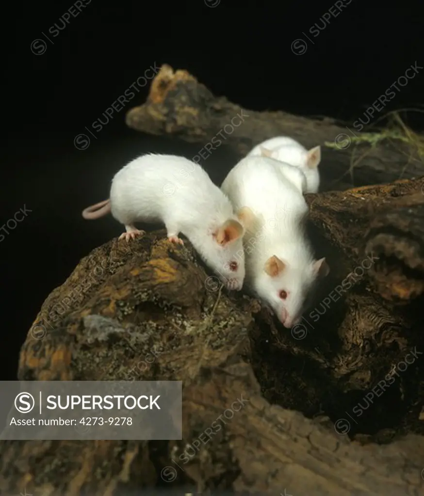 White Mouse, Mus Musculus, Adults Standing On Stump