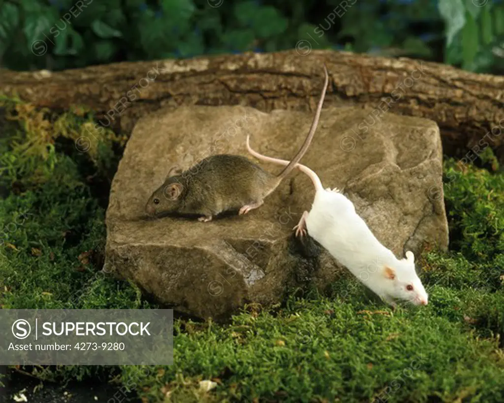 House Mouse And White Mouse, Mus Musculus, Adults Standing On Stone