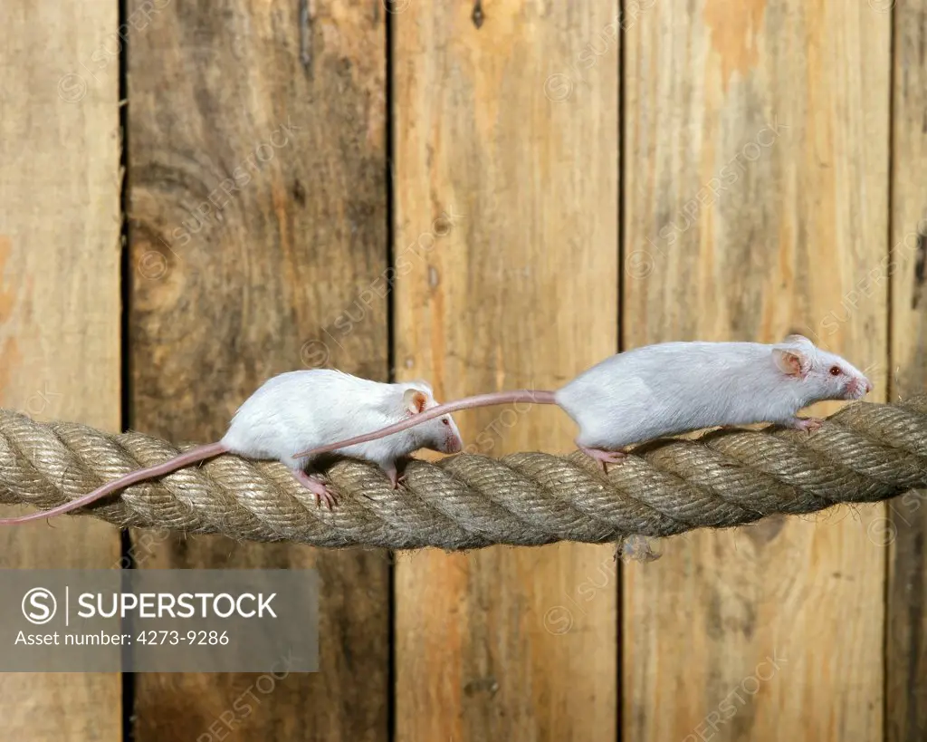 White Mouse, Mus Musculus, Adults Standing On Rope