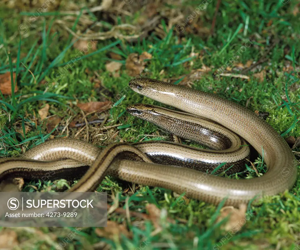 Slow Worm, Anguis Fragilis, Adults Standing On Grass