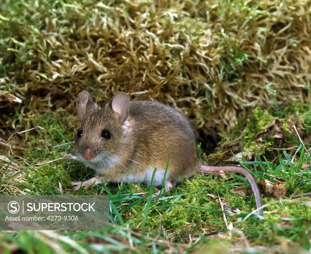 Long Tailed Field Mouse, Apodemus Sylvaticus, Adult Standing On Moss