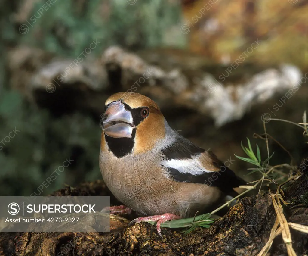 Hawfinch, Coccothraustes Coccothraustes, Adult