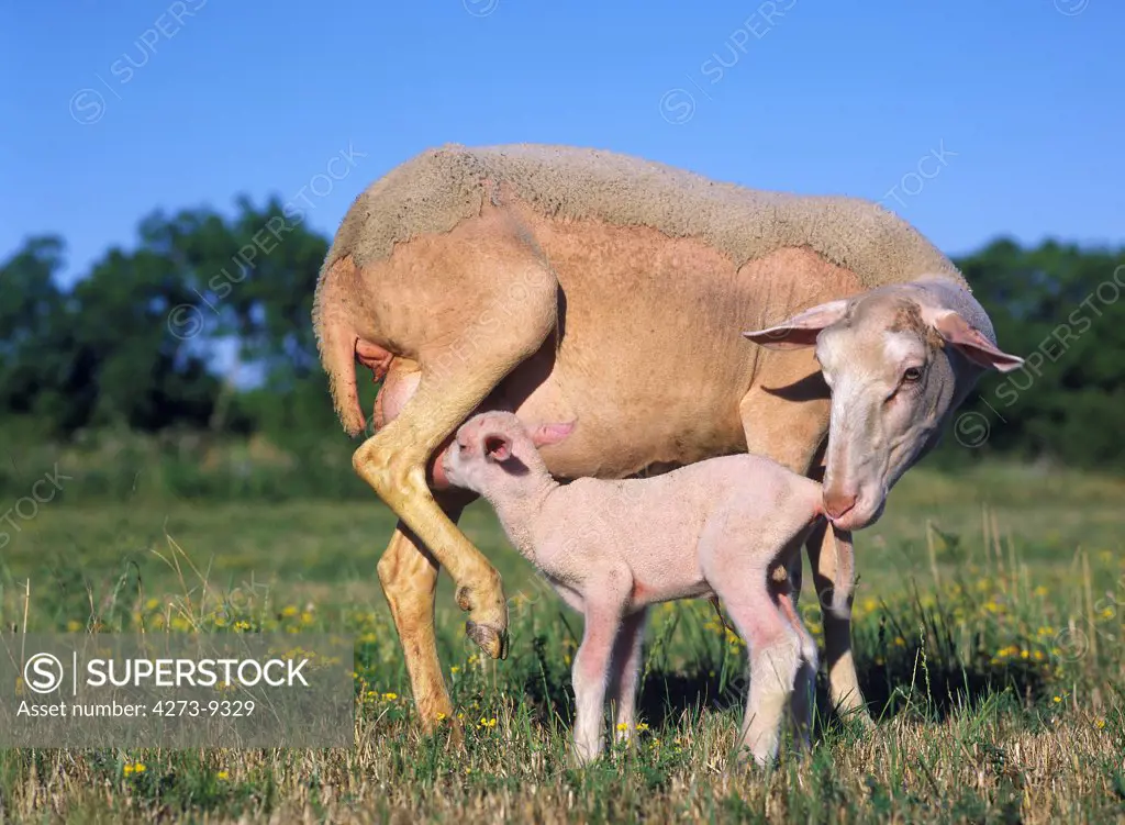 Domestic Sheep, Ewe With Lamb Suckling, Standing In Meadow