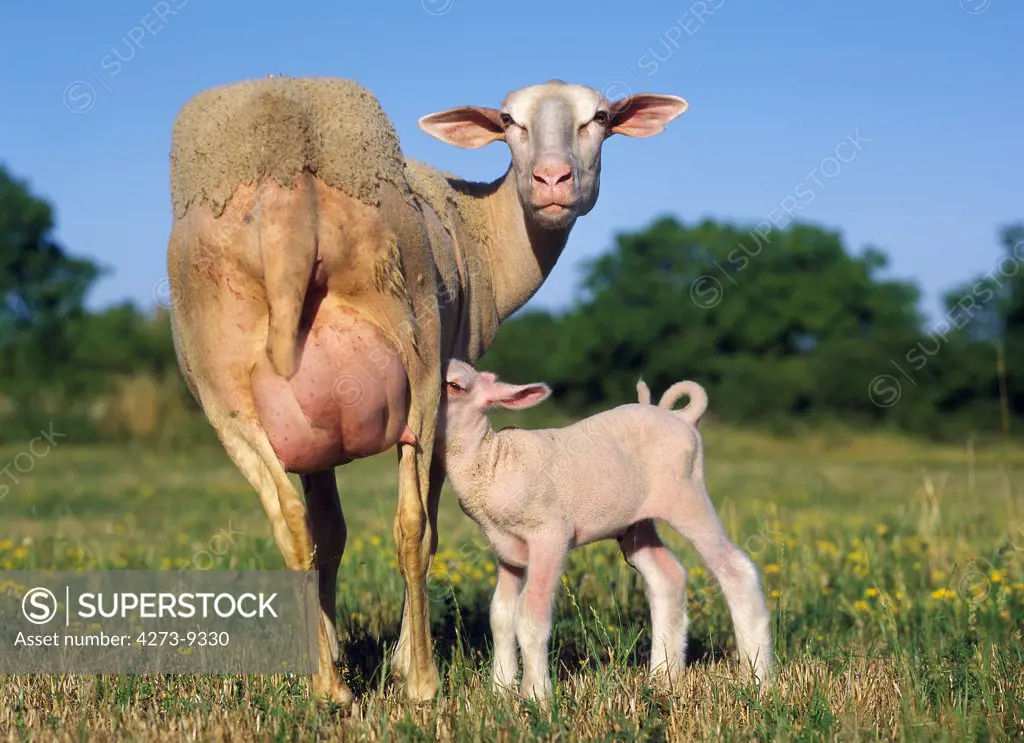 Domestic Sheep, Ewe With Lamb Suckling, Standing In Meadow